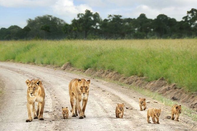 Nairobi Airport Layover Half Day Tour to Nairobi National Park - Key Points