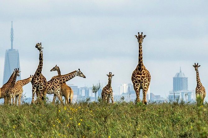 Nairobi Airport Layover Half Day Tour to Nairobi National Park - Authentic Encounters and Practical Tips