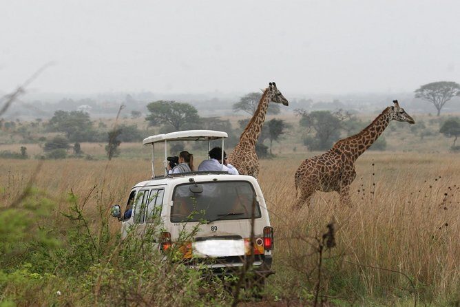 Nairobi Airport Layover Half Day Tour to Nairobi National Park - The Sum Up