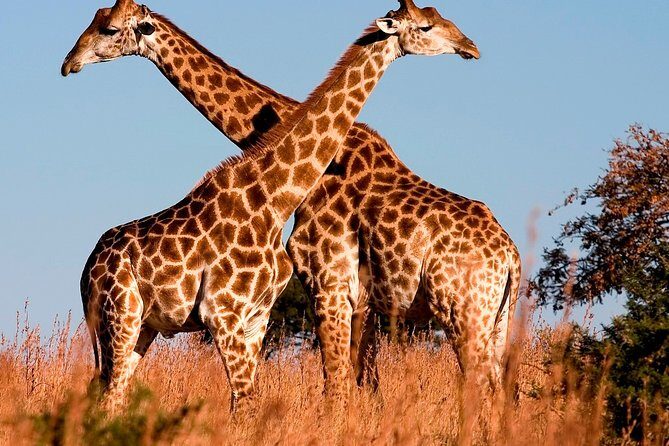 Nairobi Airport Layover Half Day Tour to Nairobi National Park - FAQ