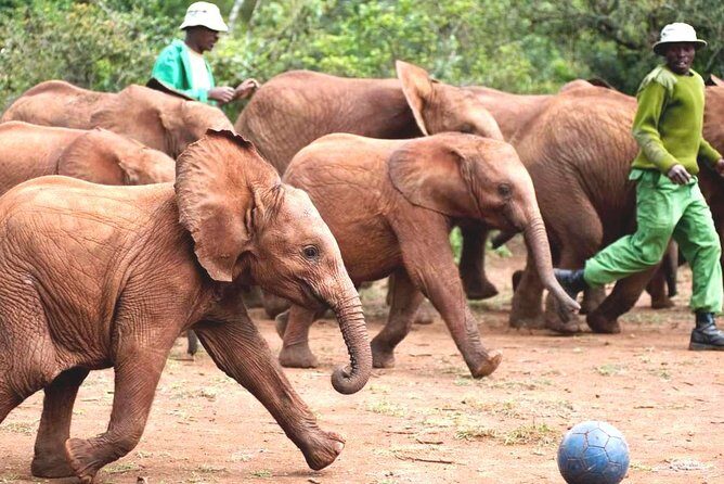 Nairobi Airport Layover : Tour Elephant Orphanage and Giraffe Center - Key Points