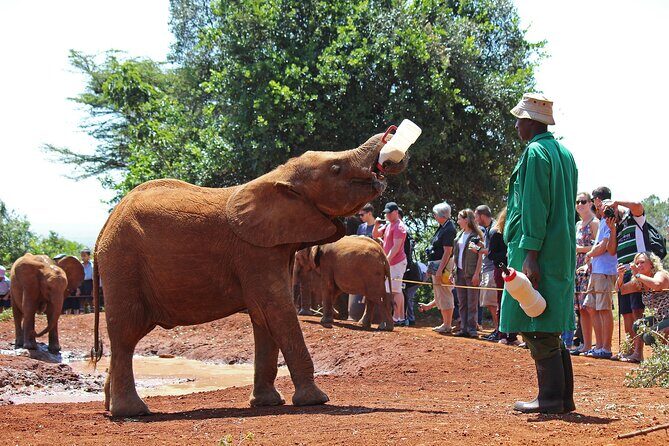 Nairobi Airport Layover : Tour Elephant Orphanage and Giraffe Center - Final Thoughts