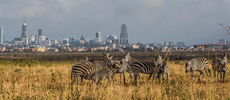 Nairobi Airport Layover: Tour Nairobi National Park- 4 hours - Key Points