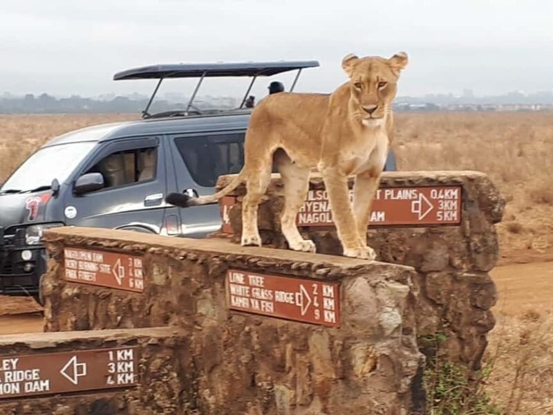 Nairobi Airport Layover:Tour Nairobi National Park with Fees - Detailed Breakdown of the Tour Experience