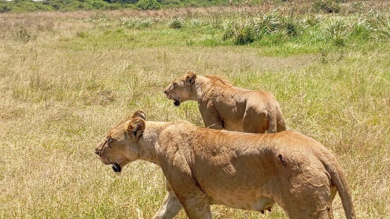 Nairobi: Amboseli National Park and Maasai Village Day Trip - Key Points