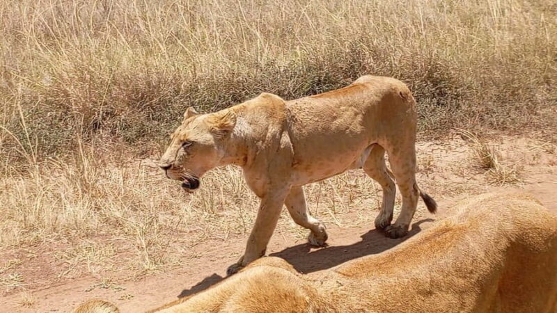 Nairobi: Amboseli National Park and Maasai Village Day Trip - How the Tour Works: From Nairobi to Amboseli and Beyond