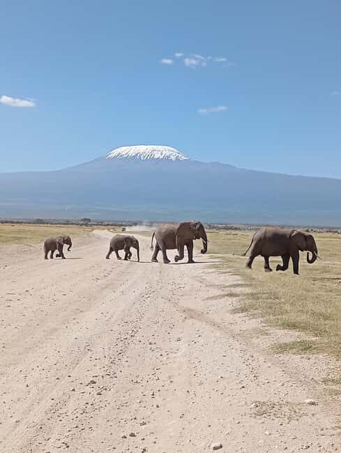 Nairobi: Amboseli National Park and Maasai Village Day Trip - What Reviewers Say