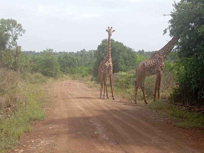 Nairobi: Amboseli National Park and Maasai Village Day Trip - The Sum Up