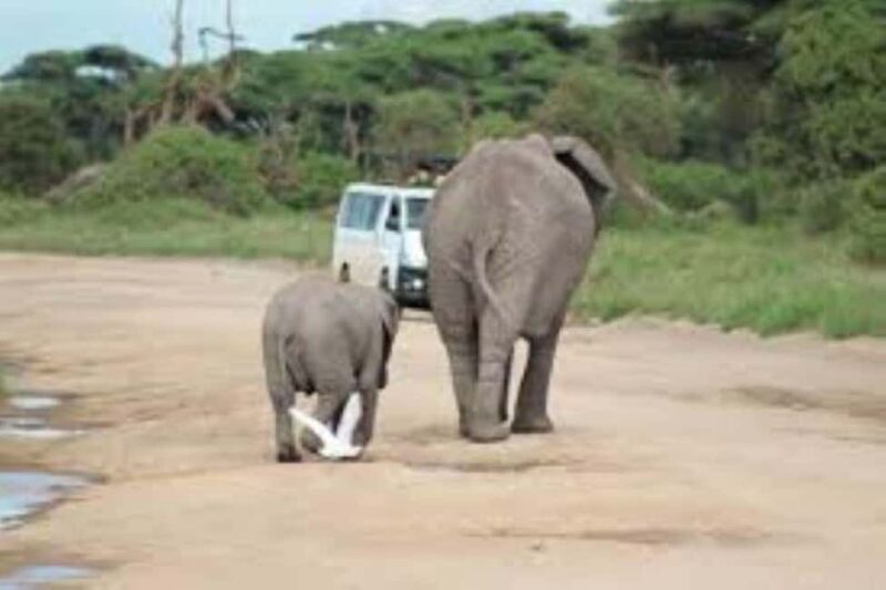 Nairobi: Amboseli National Park Day Tour with Lunch private. - Key Points