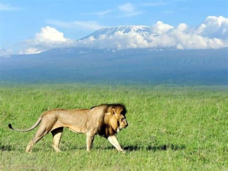 Nairobi: Amboseli National Park Day Tour with Lunch private. - A Deep Dive into the Amboseli Experience