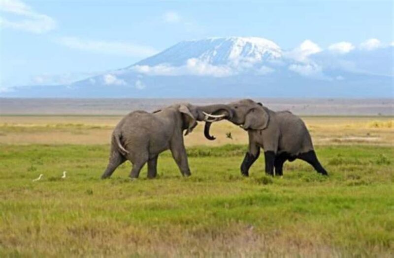 Nairobi: Amboseli National Park Day Tour with Lunch private. - Who Will Love This Tour?