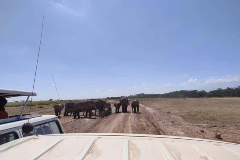 Nairobi: Amboseli National Park Day Trip - Key Points