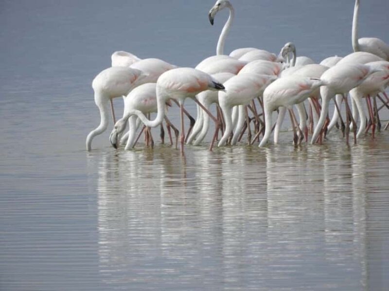 Nairobi: Amboseli National Park Day Trip with Entry Fees - The Sum Up