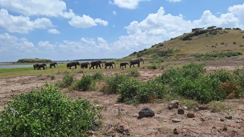 Nairobi: Amboseli National Park Day Trip with Game Drives - Final Thoughts
