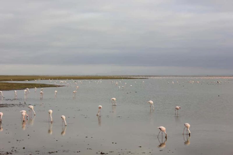 Nairobi: Amboseli National Park Day Trip with Lunch - FAQ