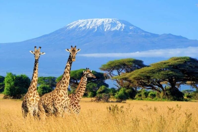 Nairobi: Amboseli National Park Group Day Tour - Key Points