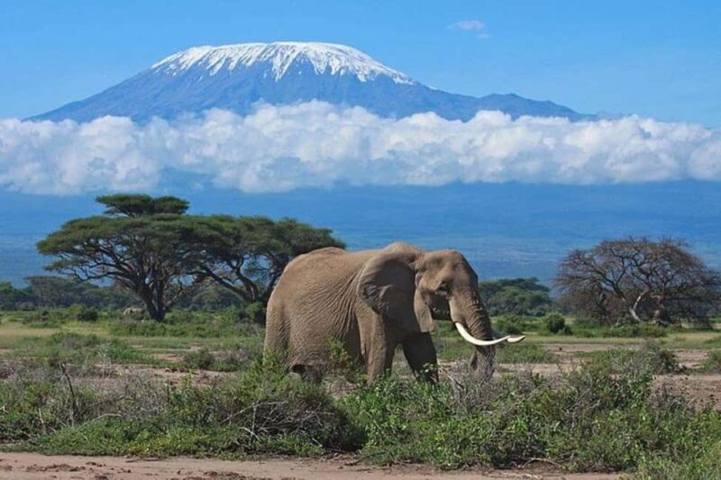 Nairobi: Amboseli National Park Group Day Tour - Who Will Love This Tour?