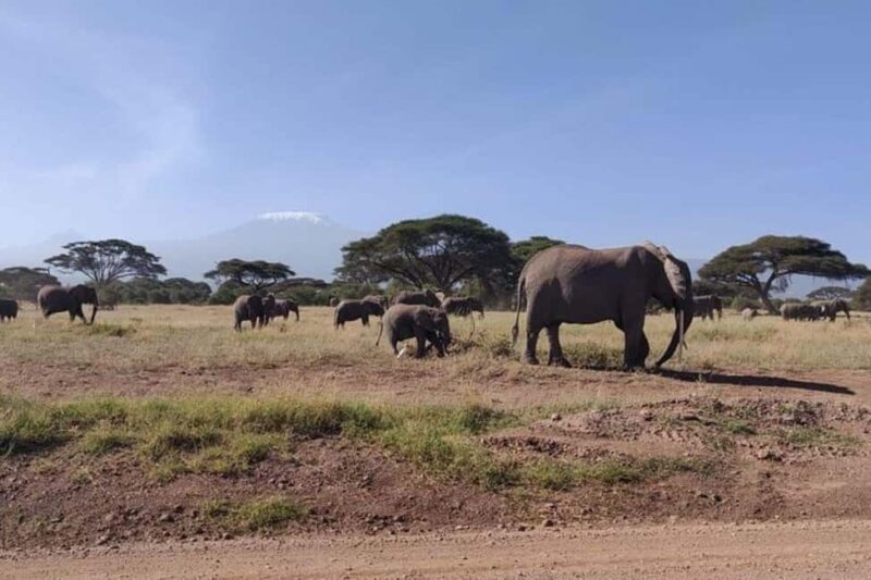 Nairobi: Amboseli National Park Group Day Tour - Frequently Asked Questions
