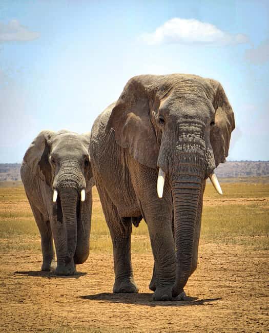 Nairobi: Amboseli National Park & Maasai Village Day Tour - Key Points