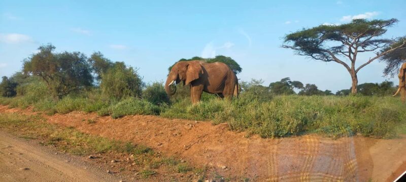 Nairobi: Amboseli National Park Overnight Safari Tour - An In-Depth Look at the Amboseli Safari Experience