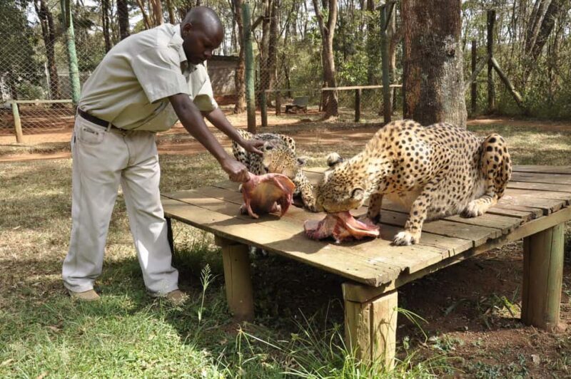 Nairobi Animal Orphanage, SafariWalk and Kenya Bomas Tour - Key Points