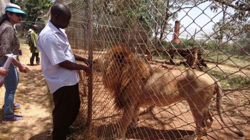 Nairobi Animal Orphanage, SafariWalk and Kenya Bomas Tour - Who Should Consider This Tour?