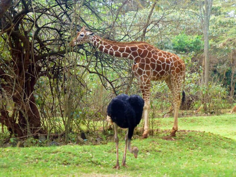 Nairobi Animal Orphanage, SafariWalk and Kenya Bomas Tour - Practical Tips for Your Day