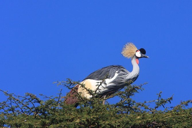 Nairobi city tour - The Itinerary Breakdown: What to Expect