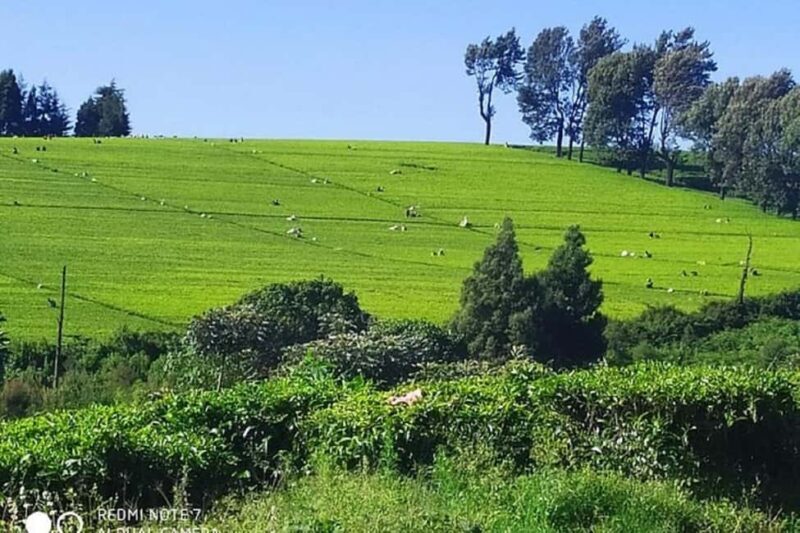 Nairobi: Coffee Factory and Farm Tour - Tasting the Coffee