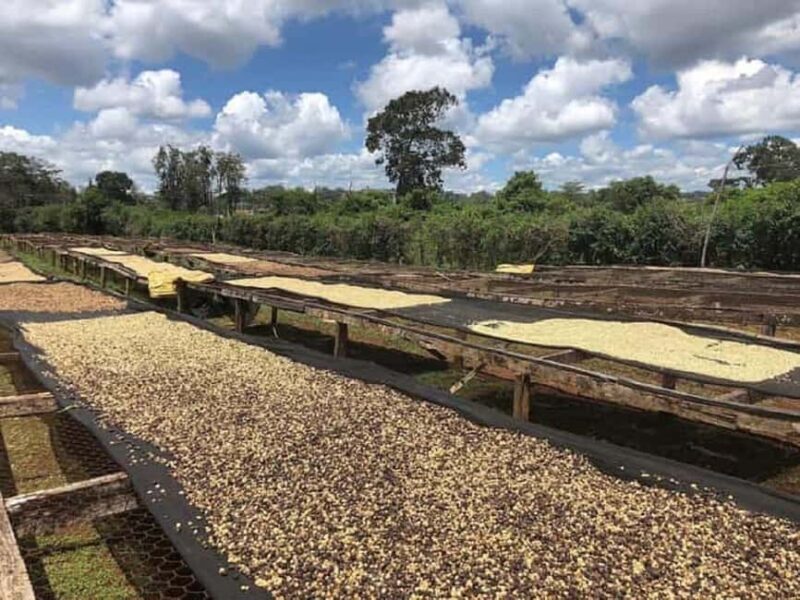 Nairobi: Coffee Factory and Farm Tour - The Sum Up