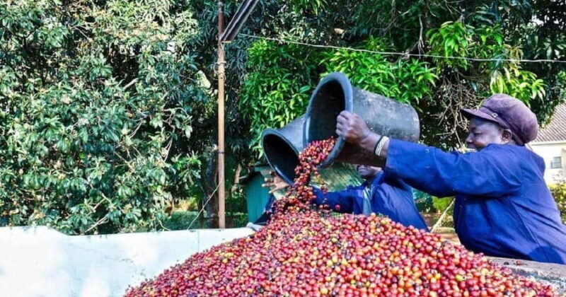 Nairobi: Coffee Factory and Farm Tour - FAQ