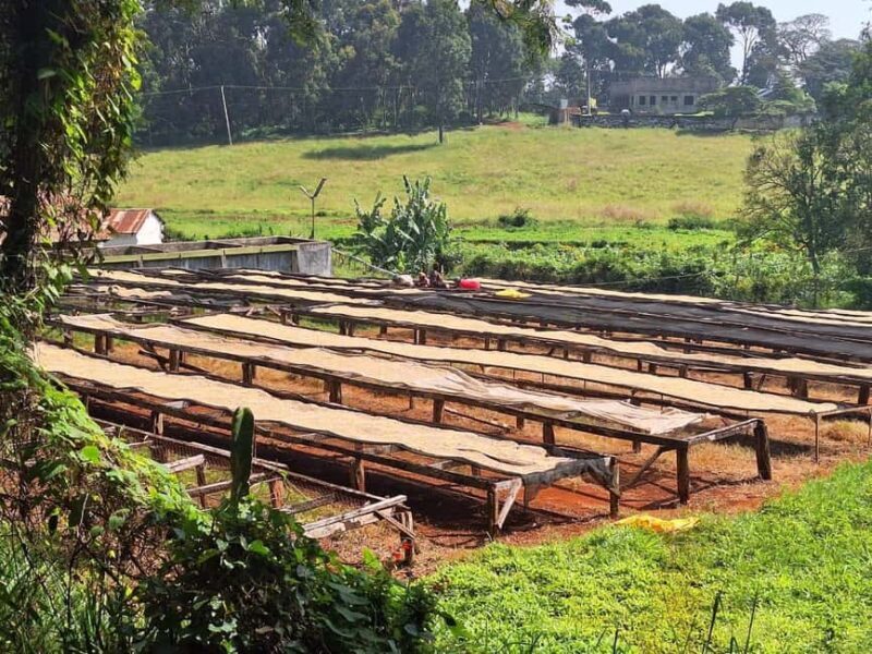 Nairobi Coffee Farm and Factory Tour - Key Points