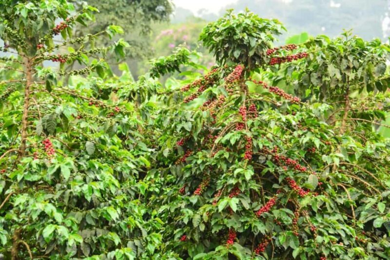 Nairobi Coffee Farm Half Day Tour (All Inclusive) - Key Points