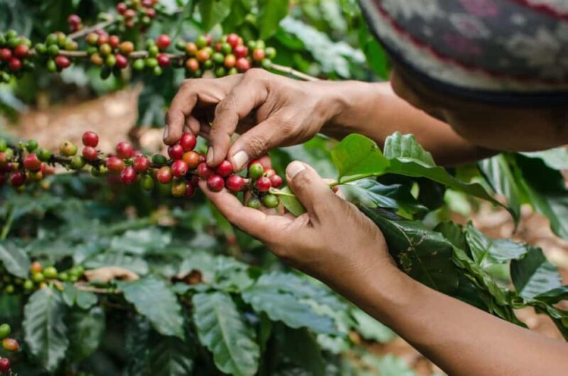 Nairobi Coffee Farm Half Day Tour (All Inclusive) - Who Should Consider This Tour?