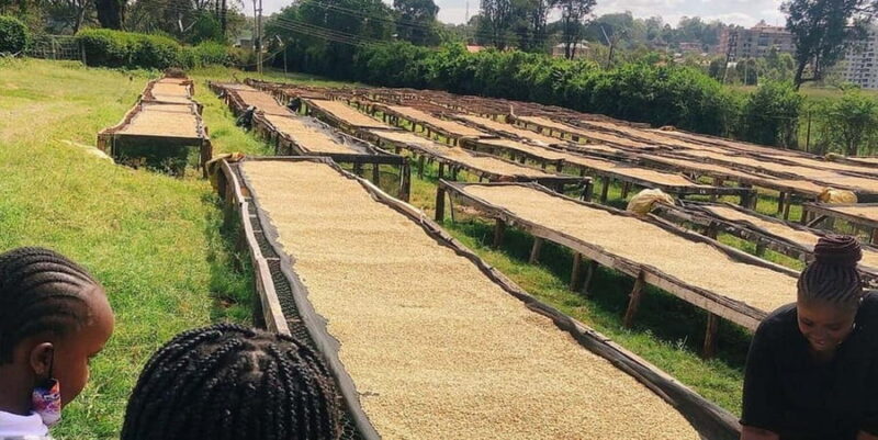 Nairobi Coffee Farm Tour - The Sum Up