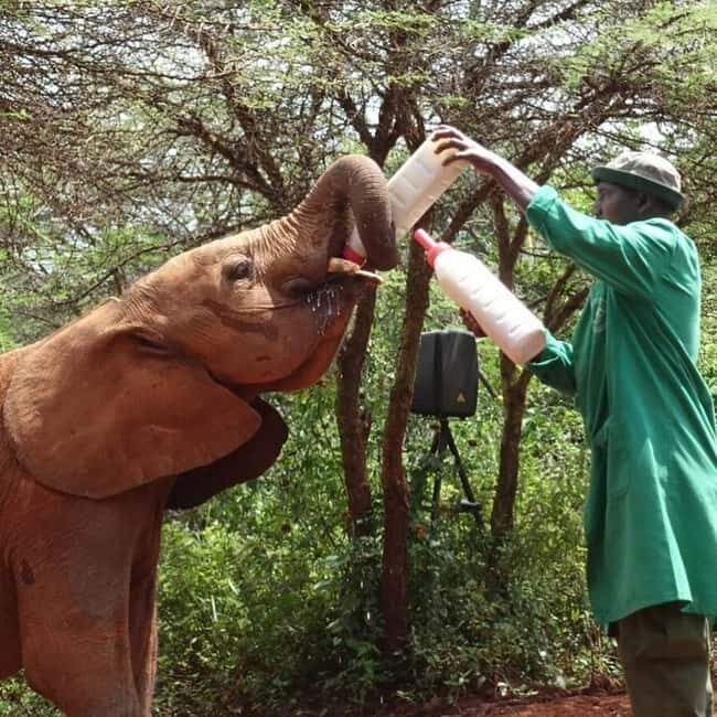NAIROBI: DAVID SHELDRICK AND GIRAFFE CENTER DAY TRIP - Nairobi: David Sheldrick and Giraffe Center Day Trip Review
