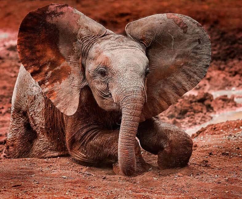 NAIROBI: DAVID SHELDRICK AND GIRAFFE CENTER DAY TRIP - Key Points