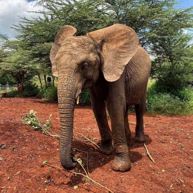 NAIROBI: DAVID SHELDRICK AND GIRAFFE CENTER DAY TRIP - What You Can Expect From the Tour