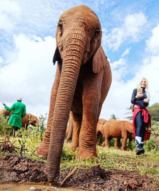 NAIROBI: DAVID SHELDRICK AND GIRAFFE CENTER DAY TRIP - Why This Tour Offers Great Value