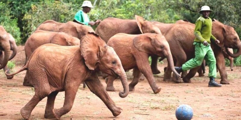 Nairobi: David Sheldrick Elephant Orphanage and Kazuri Bead - Key Points