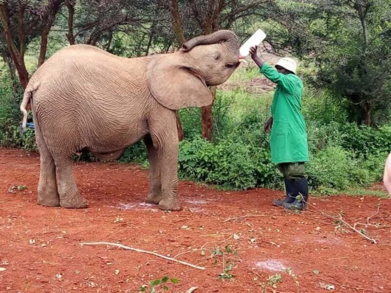 Nairobi: David Sheldrick Elephant Orphanage and Kazuri Bead - A Thorough Look at the Tour Experience