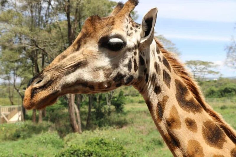 Nairobi: David Sheldrick Elephant Orphanage Visit - The Sum Up
