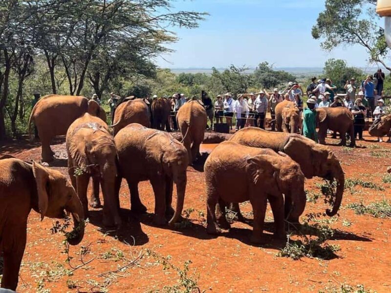 Nairobi; David Sheldrick Elephant Trust Half Day Tour - An Honest Look at the David Sheldrick Elephant Trust Half Day Tour