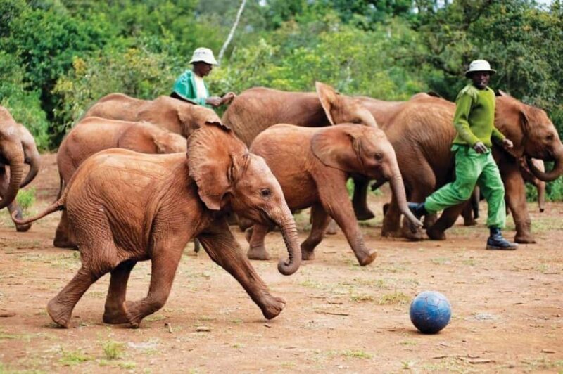Nairobi: David Sheldrick, Giraffe Center & Kobe Beads - What to Expect from the Tour