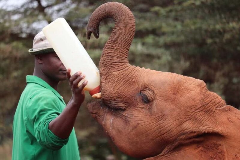 Nairobi: David Sheldrick, Giraffe Centre, and Blixen Tour - Key Points