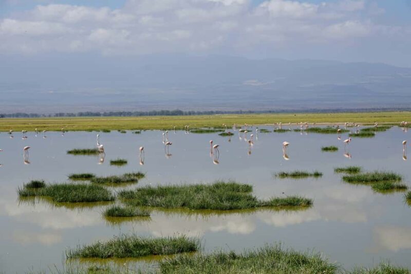 Nairobi: Day Tour to Amboseli National Park & Maasai Village - Key Points