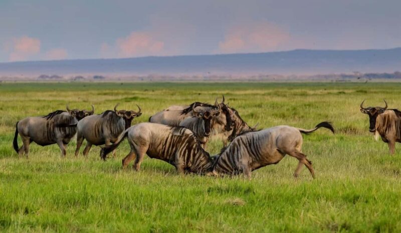 Nairobi: Day Tour to Amboseli National Park & Maasai Village - The Sum Up
