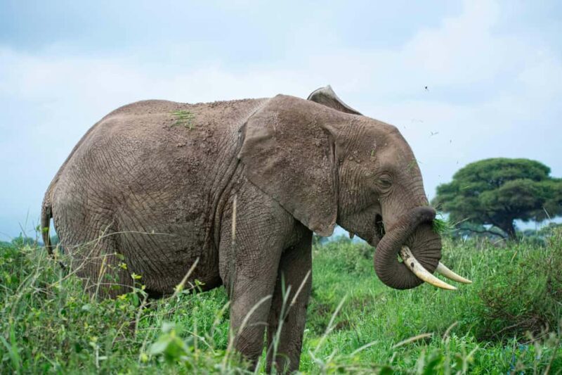 Nairobi: Day Tour to Amboseli National Park & Maasai Village - FAQ