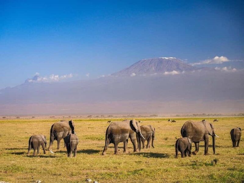 Nairobi: Day Trip to Amboseli National Park - Practical Tips for a Smooth Trip
