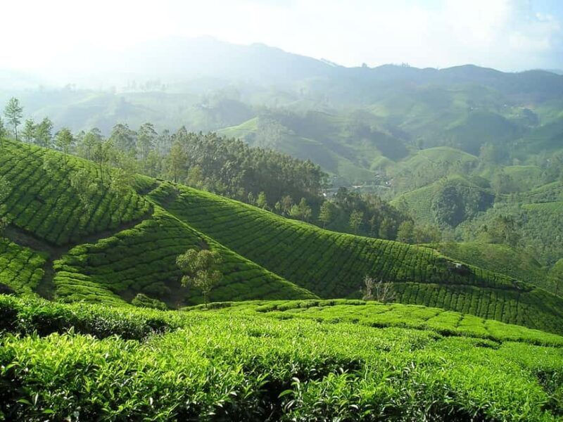 Nairobi: Day Trip to Purple Tea Farm in Gatura Greens - The Journey Begins: From Nairobi to Gatura Greens